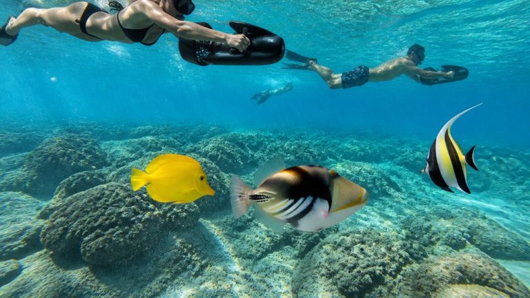 hawaiian reef fish species
