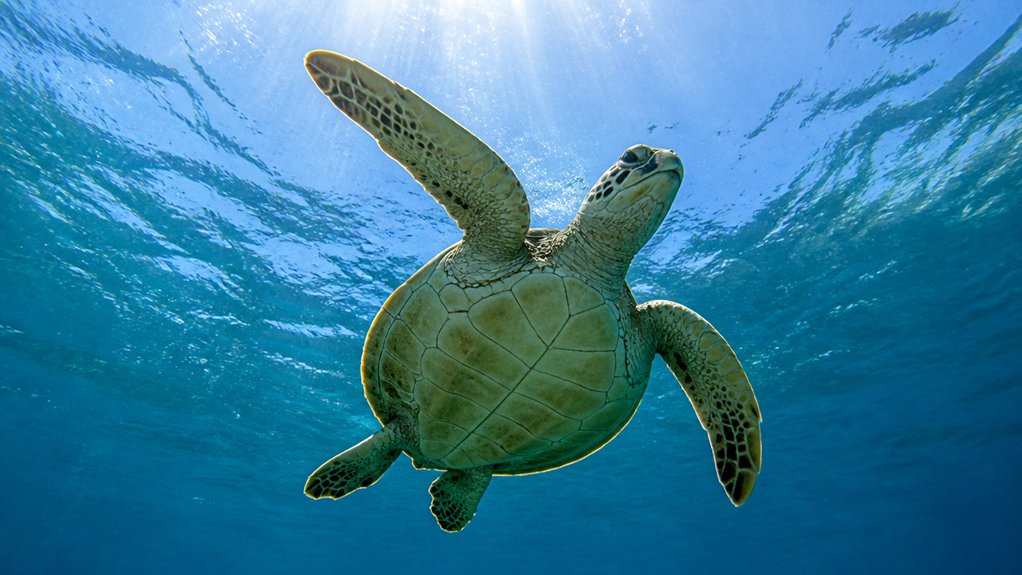 low angle eye level turtle portraits