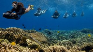 respect marine life and reefs