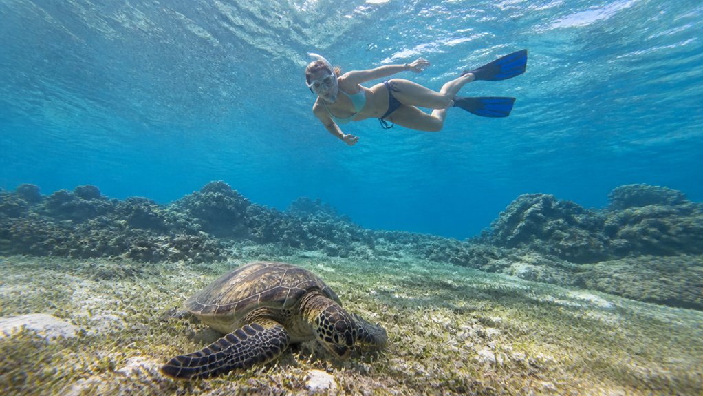 respectful underwater sea turtle filming