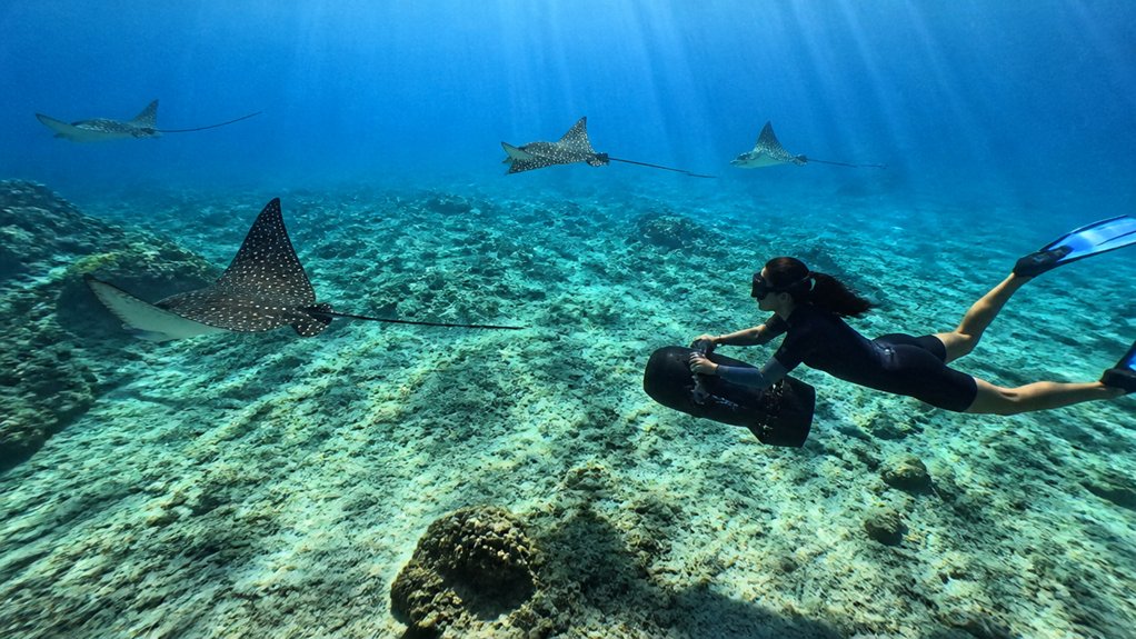 seabob boosts ray sightings