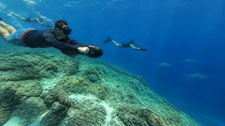 shark sightings waikiki sea scooter